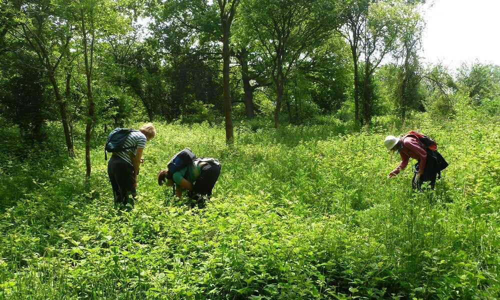 Thames Valley Environmental Records Centre