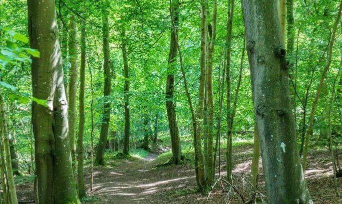 SD_Binfield_Heath_Bones_Wood