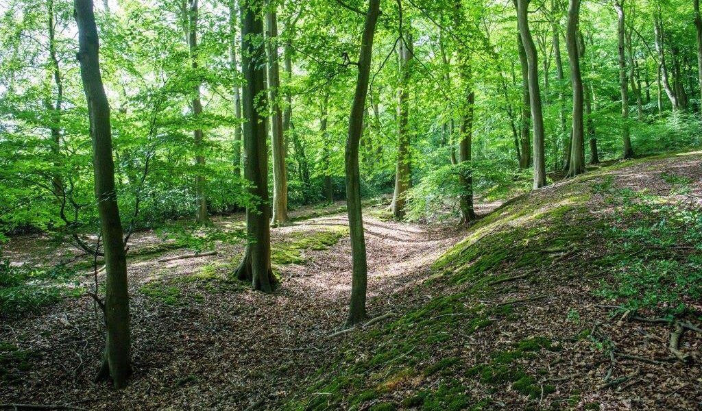 Henley Hills and Woodland Walk: full route