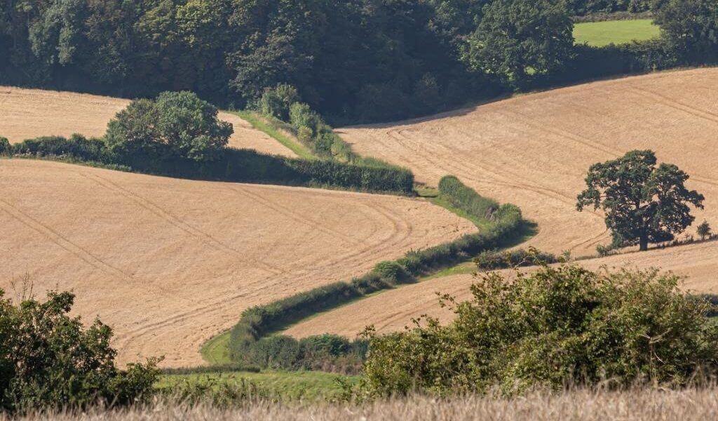 Ley Hill circular walk