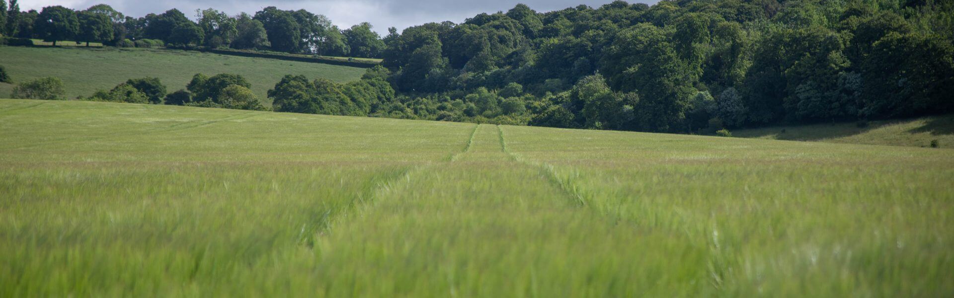 The future of planning - and what it might mean for the Chilterns