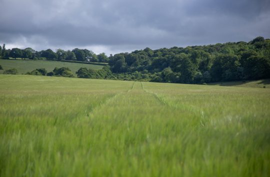 Barley field at Manor Farm, photo by Nick Middleton