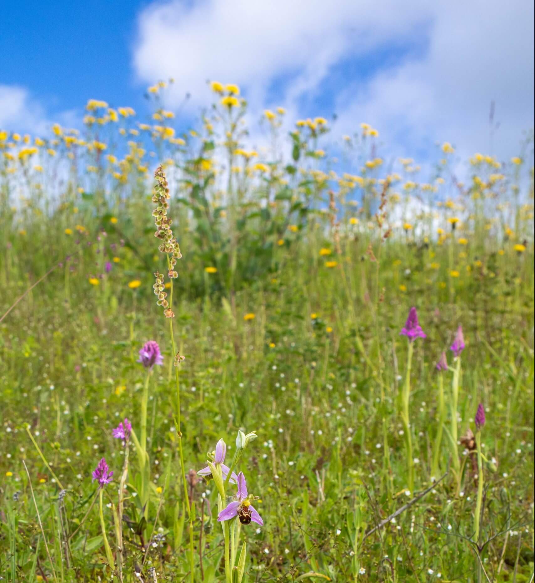 Manor farm grassland, photo by Nick Middleton