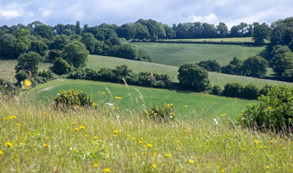 Chilterns farmer achieves Local Wildlife Site status for Manor Farm