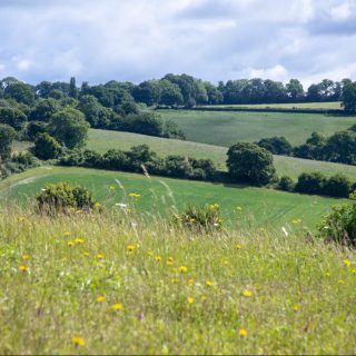 Chilterns farmer achieves Local Wildlife Site status for Manor Farm