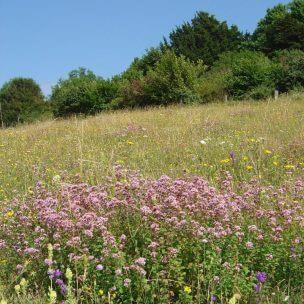 Chalk grassland habitat