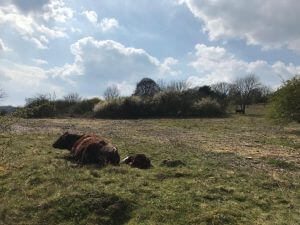 Cows lying in a field