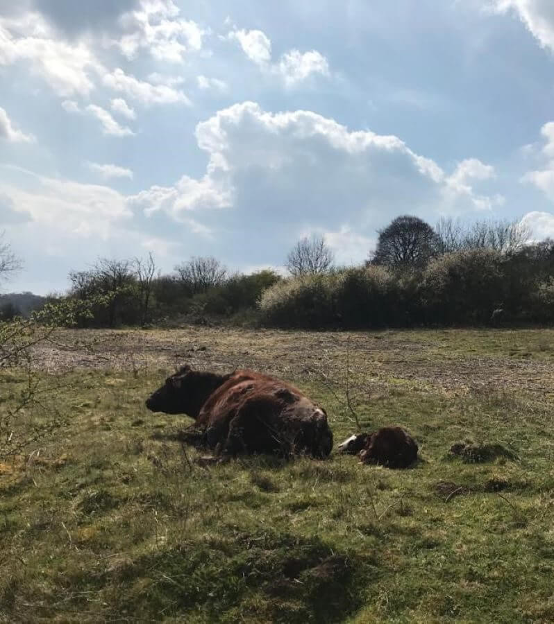 Cows lying in a field