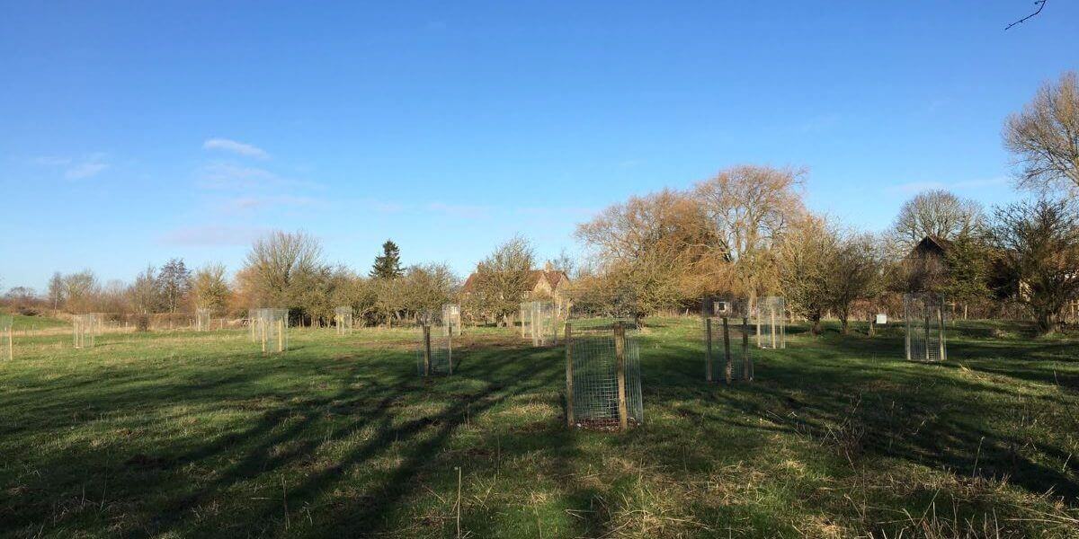 Case study: Ivinghoe Aston Farm, traditional orchard