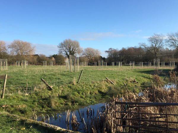 Ivinghoe Aston treeplanting by the stream