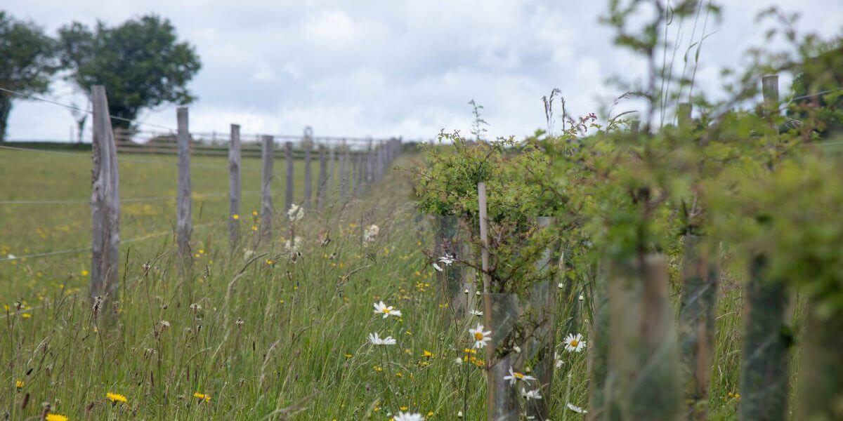 Case study: Central Chilterns Farmer Cluster Hedgerow Project