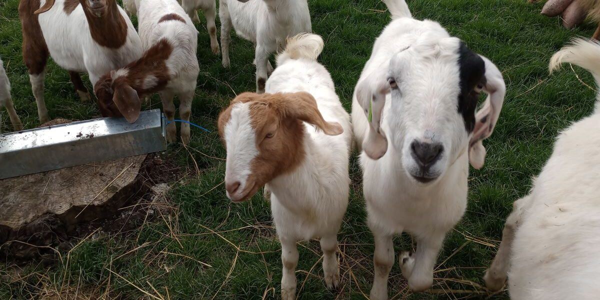 Case study: Countryways – Enabling growth