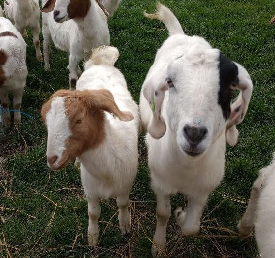 Goats at Road Farm Countryways Project part of the Farming in Protected Landscapes Initiative through the Chilterns Conservation Board