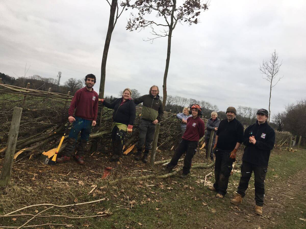 Volunteer hedgelayers at Collingshanger Farm