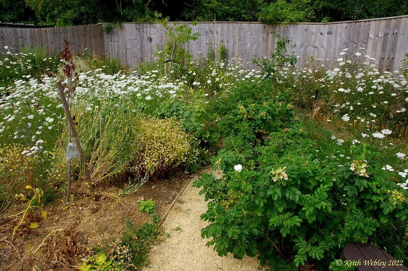 Mill Lane Community Garden, August Update