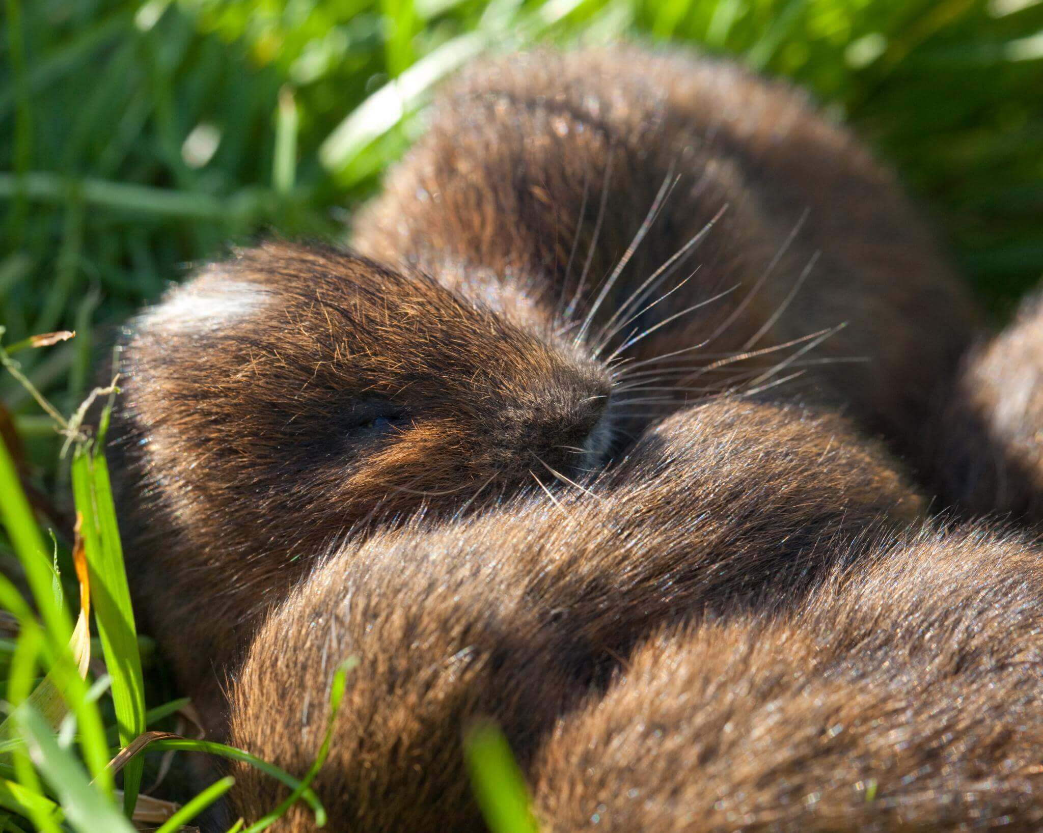 Baby water voles snoozing #4