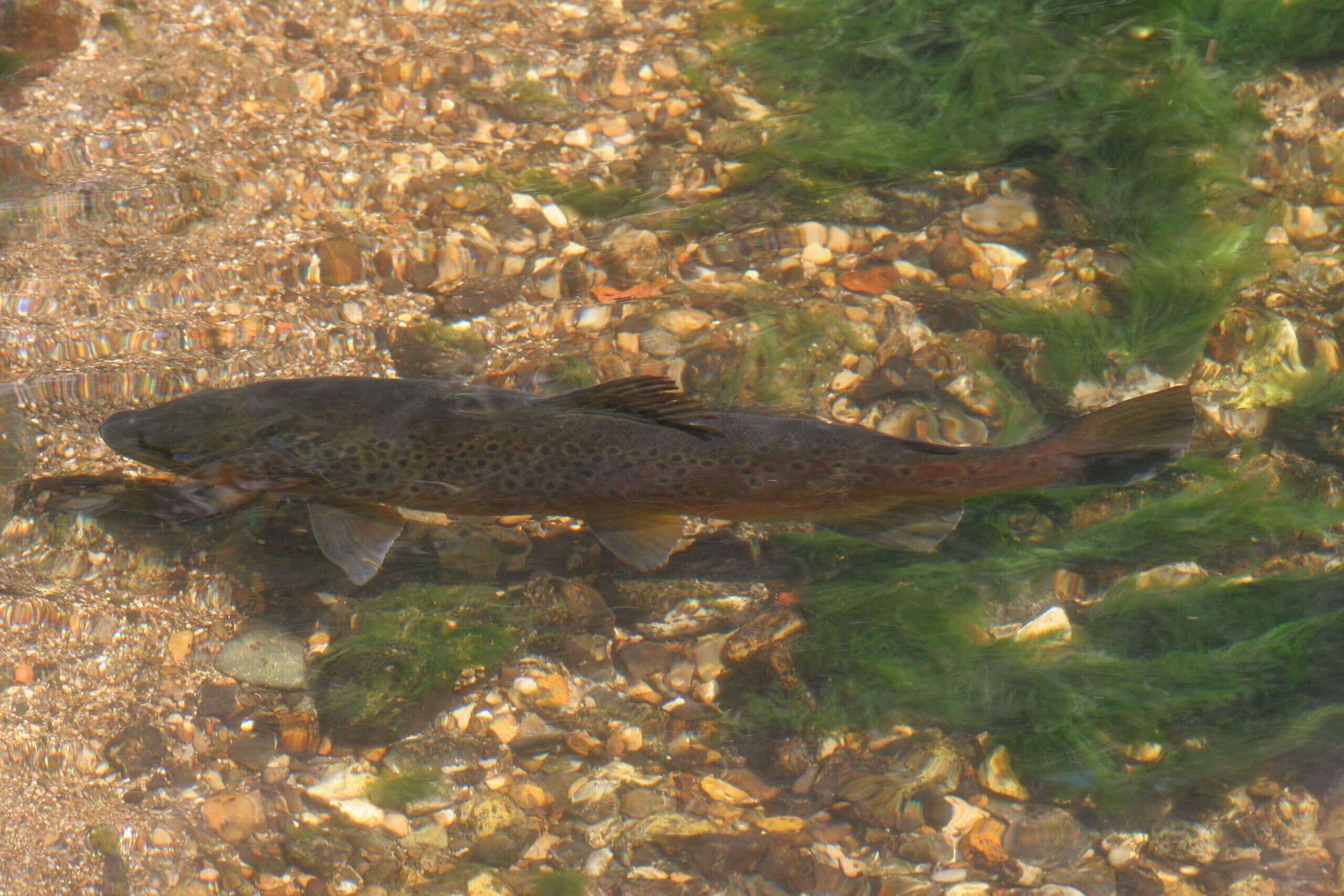 Brown Trout in the river Wye, Allen Beechey