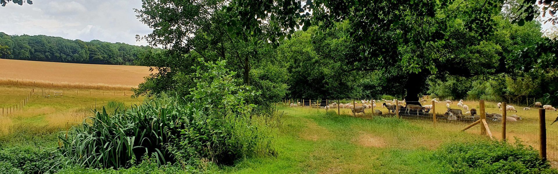 Smarter Water Catchment Update