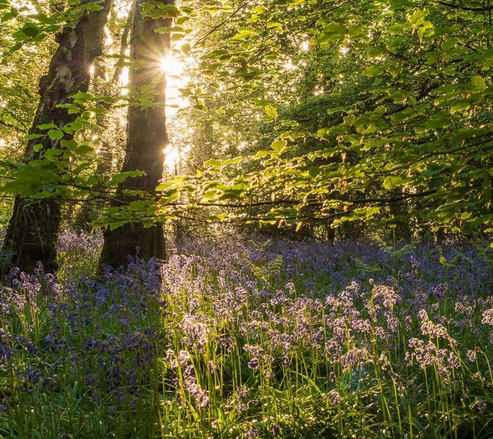 Chilterns_sunbeams_bluebells_Bottom_Wood_Common_Credit_Clive_Ormonde