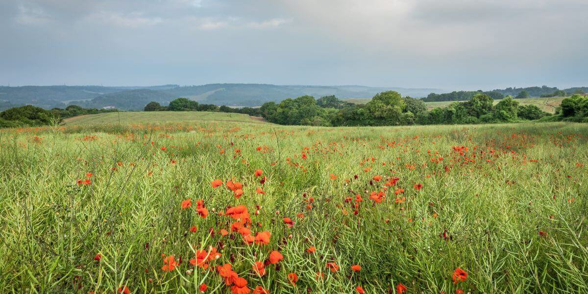 Managing our landscapes