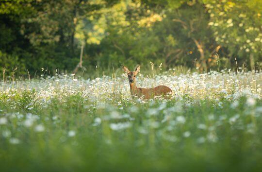 Deer in a field of white flowers
