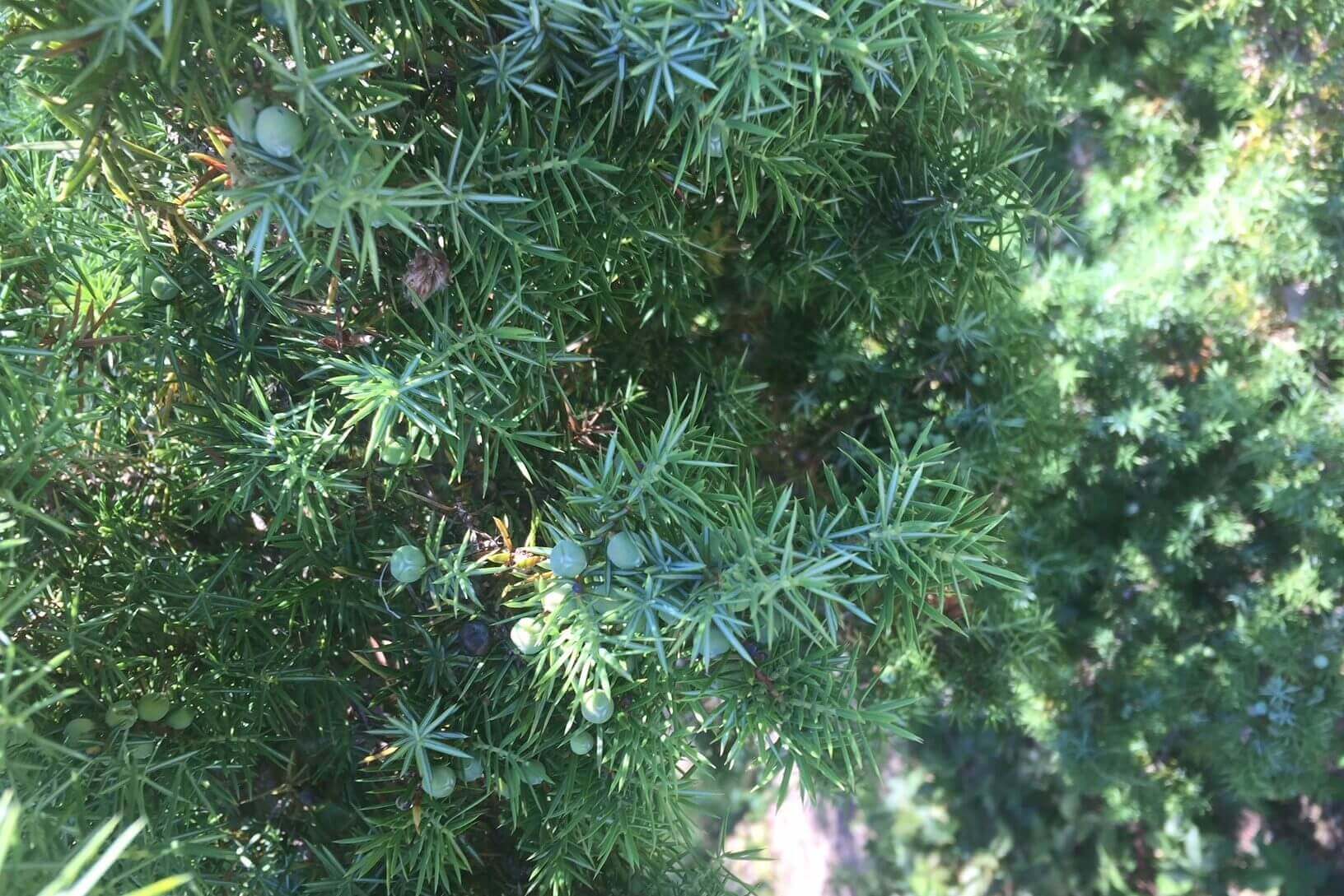 Huntercombe Golf Course Juniper