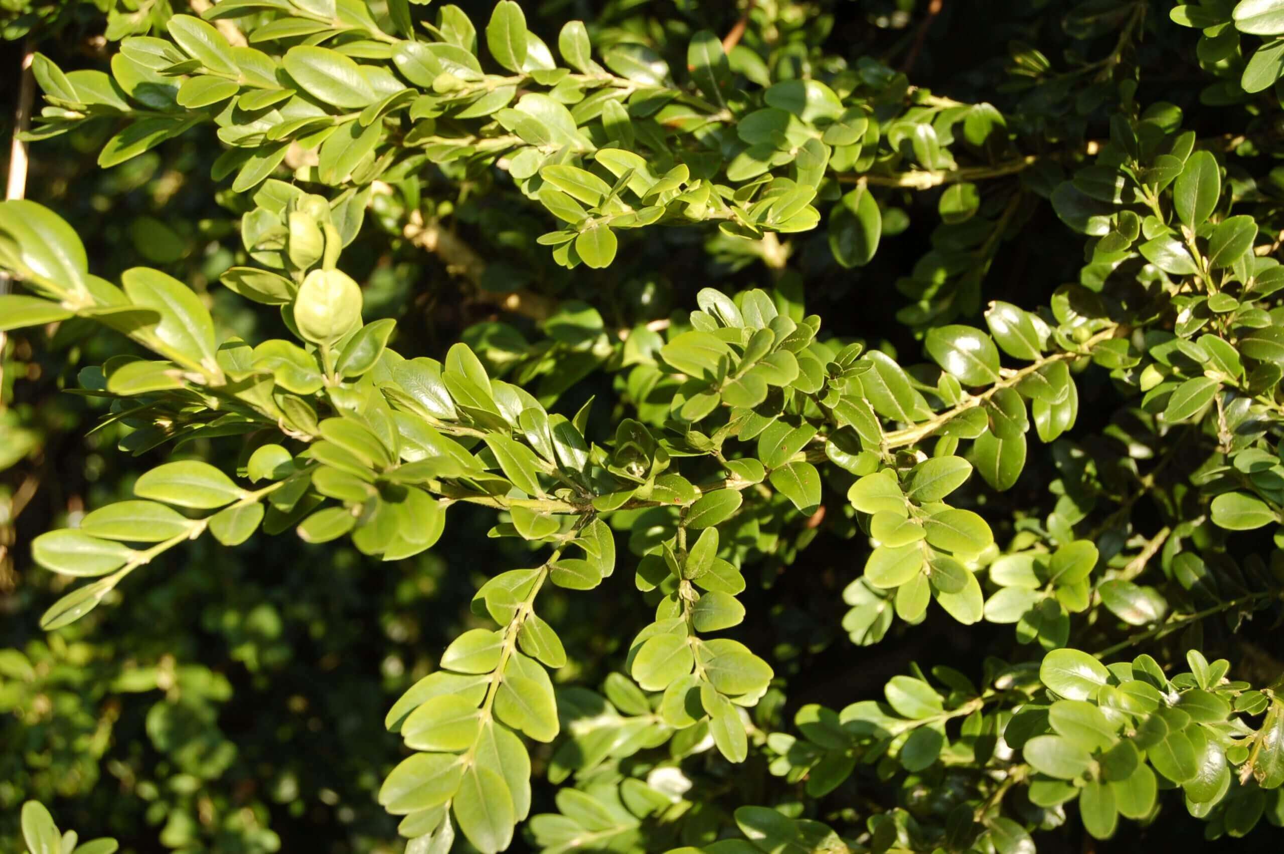 Kimble Warren Boxwoods 3Feb12 JM 074