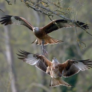 New book published on the reintroduction of red kites for UN World Wildlife Day (3rd March)