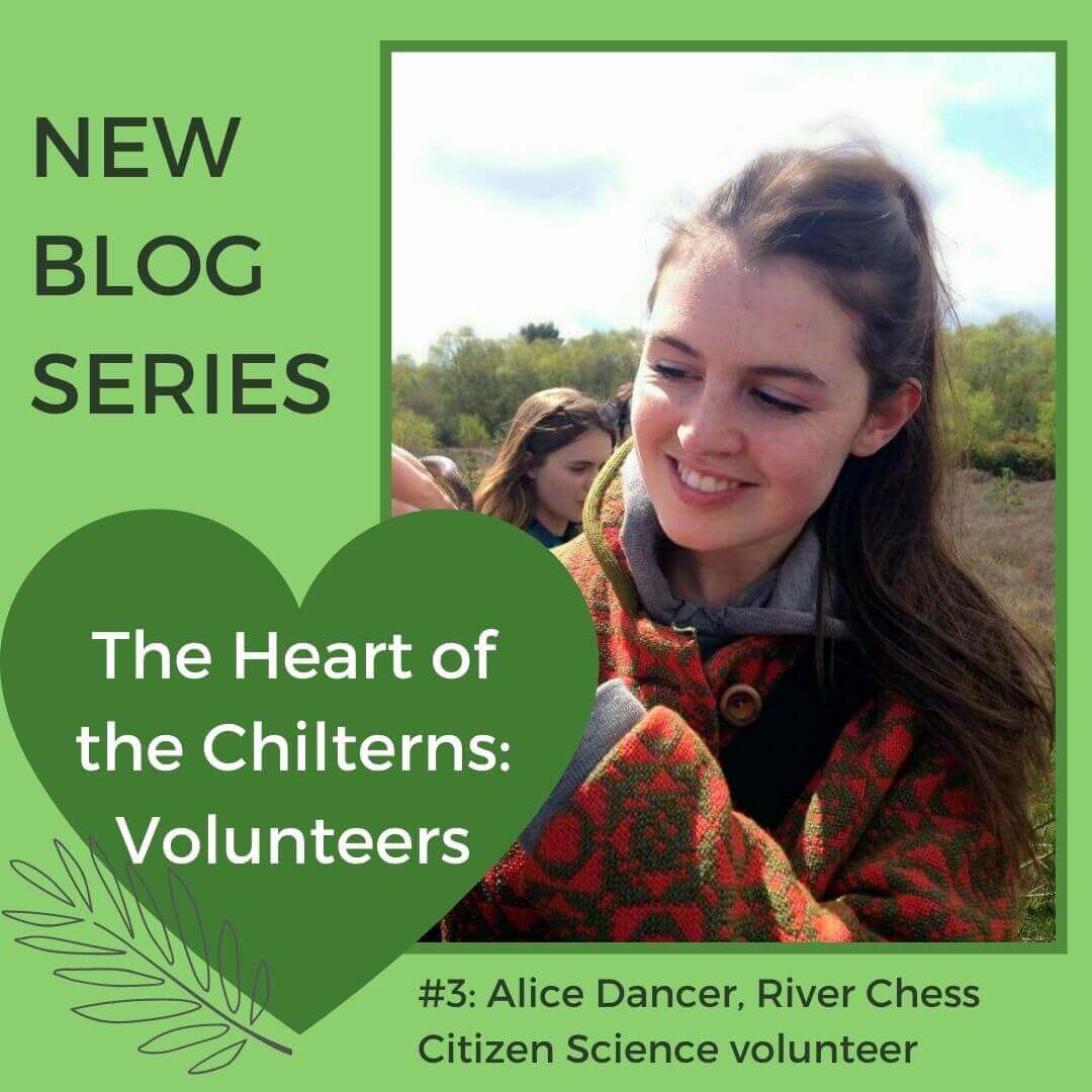 The Heart of the Chilterns Volunteers #3 Alice Dancer