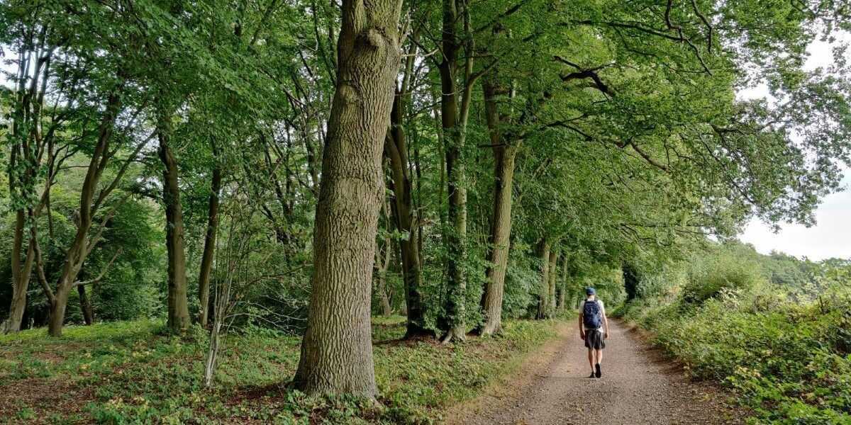 Cheese, woodland & a tree trunk picnic: a walk from Nettlebed through Warburg Nature reserve