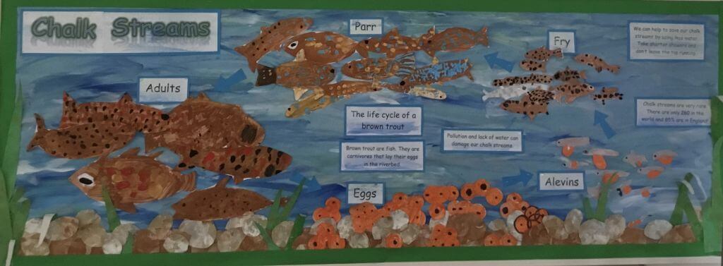 Chalk Streams Project Education Update