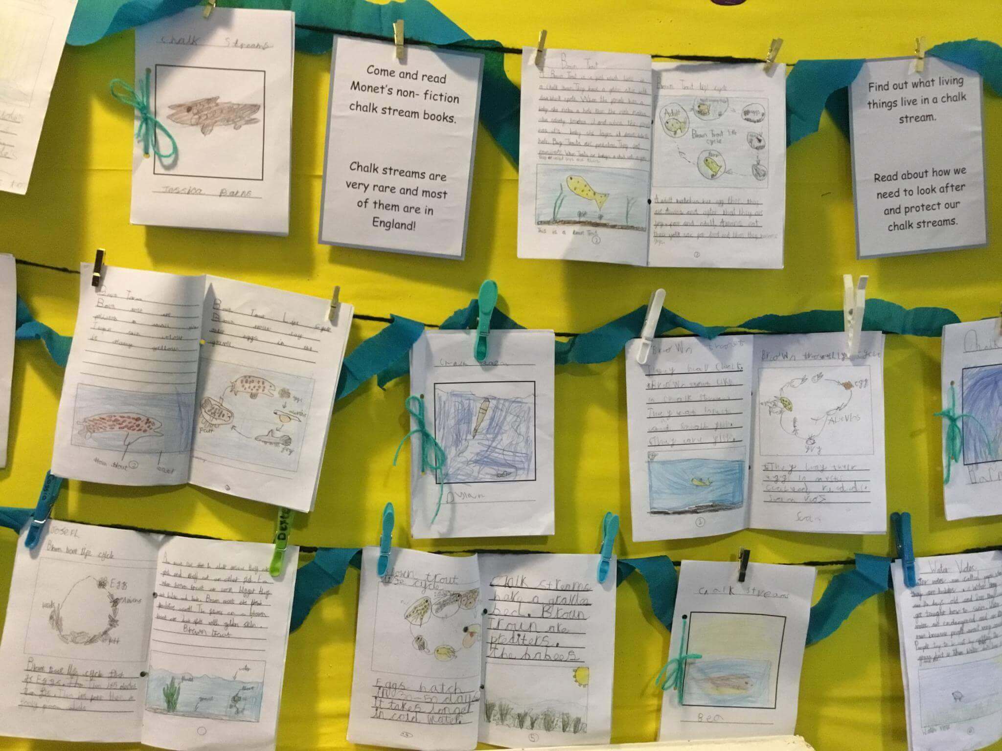 Trout in the classroom 4