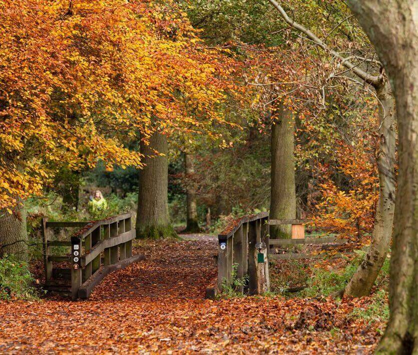 Autumn beechwood in the Ashridge Estate