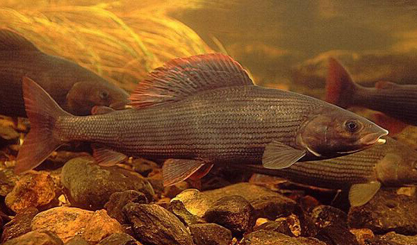 Grayling, a fish species that is sensitive to changes in water temperature