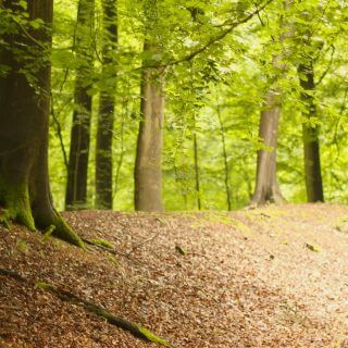 Discover Grim's Ditch