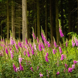 Introducing the new Chair and Deputy Chair of the Chilterns Conservation Board