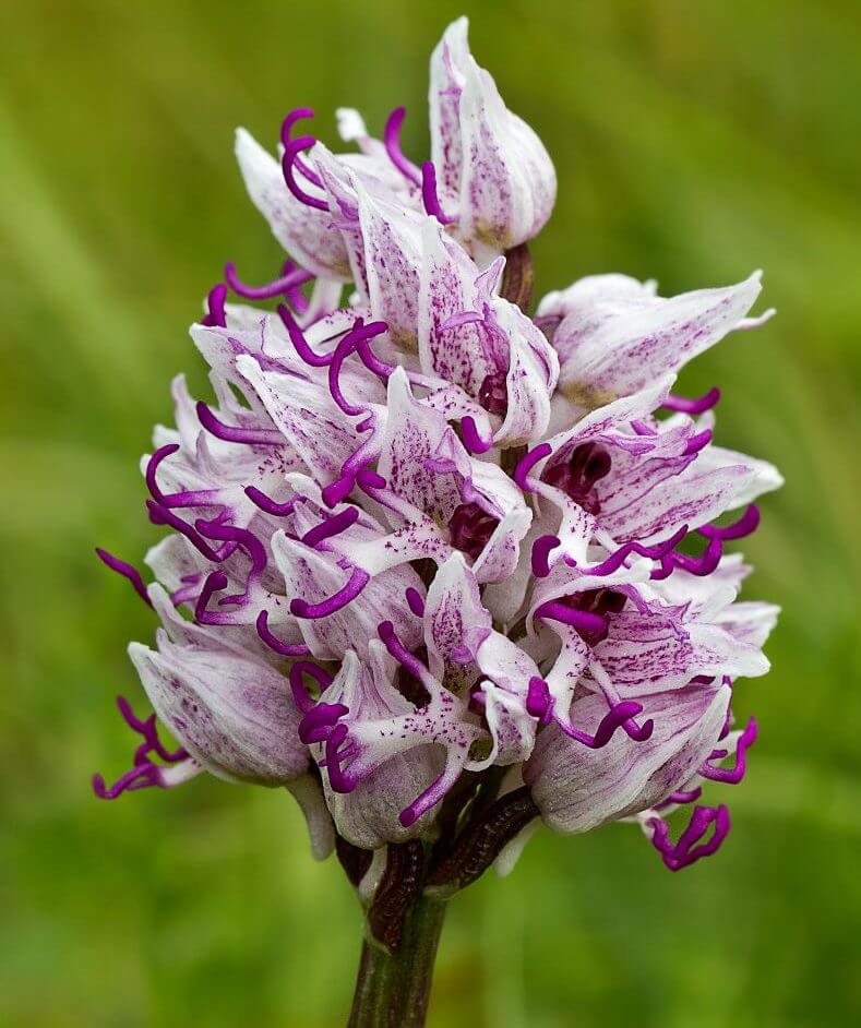 A photo of Monkey Orchid Hartlock May 2014
