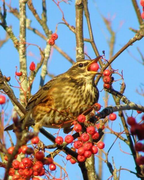Redwing on berries (credit Duncan Brown)