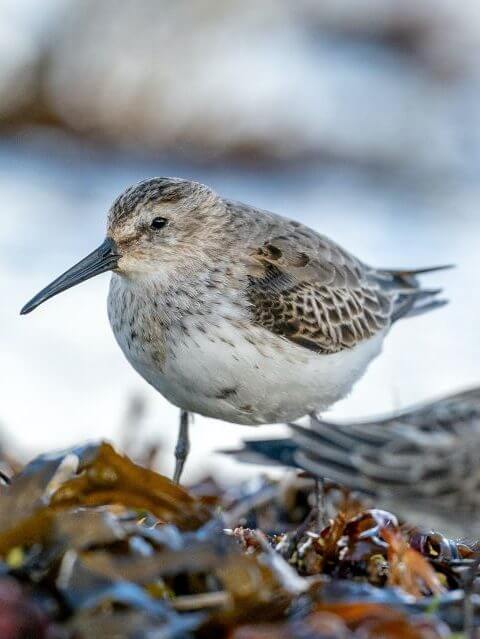 bob-brewer-dunlin-unsplash
