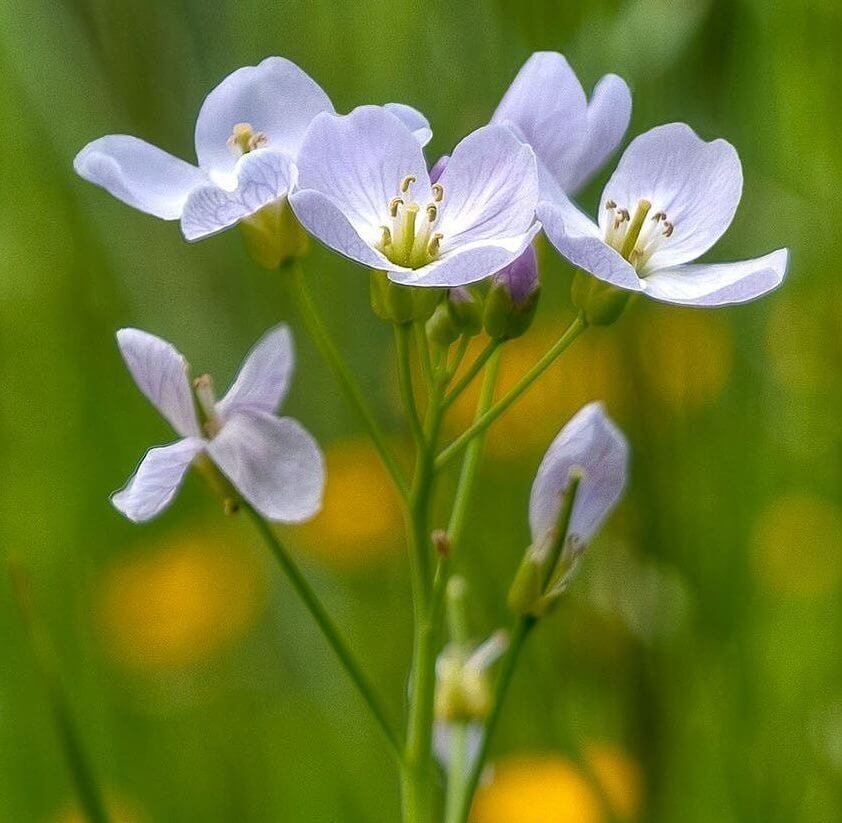 Cuckoo flower at Moorend Common (C Ormonde)