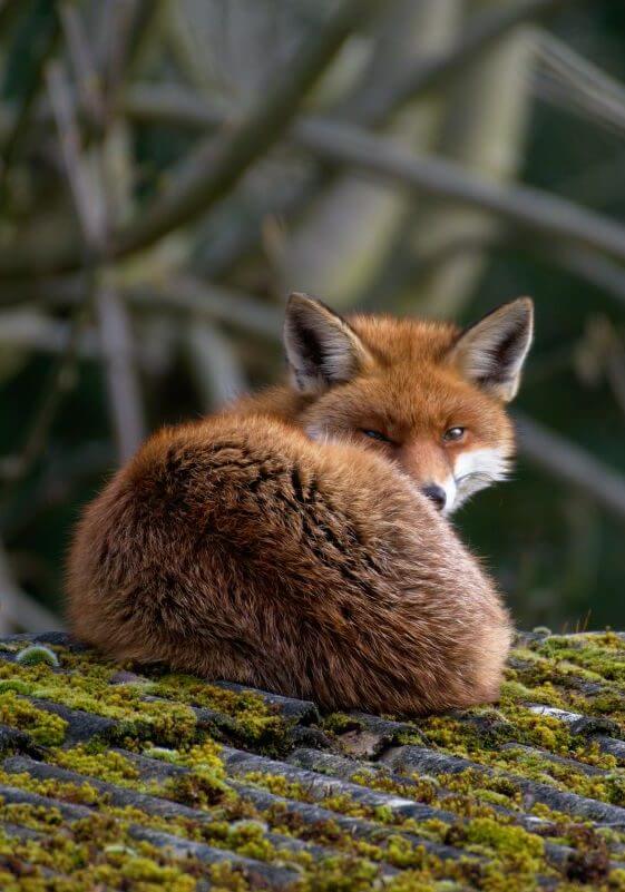 fox unsplash martin sepion