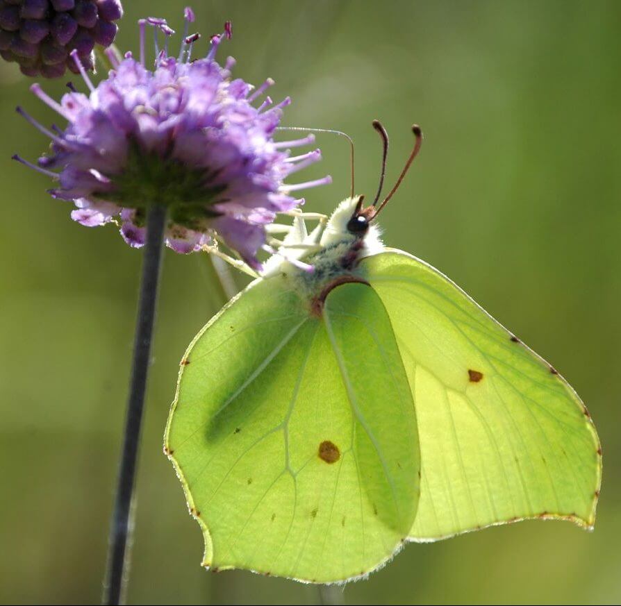 Male Brimstone