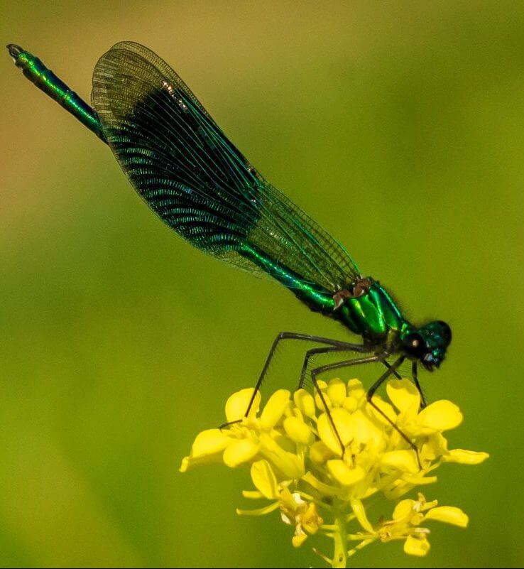 nick-fewings banded damoiselle unsplash 1200