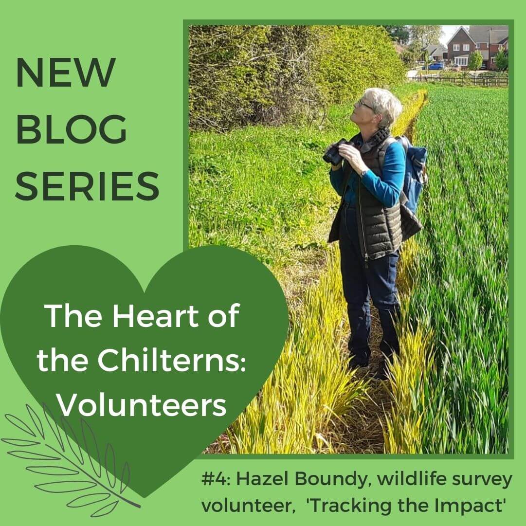 The Heart of the Chilterns Volunteers #4 Hazel Boundy
