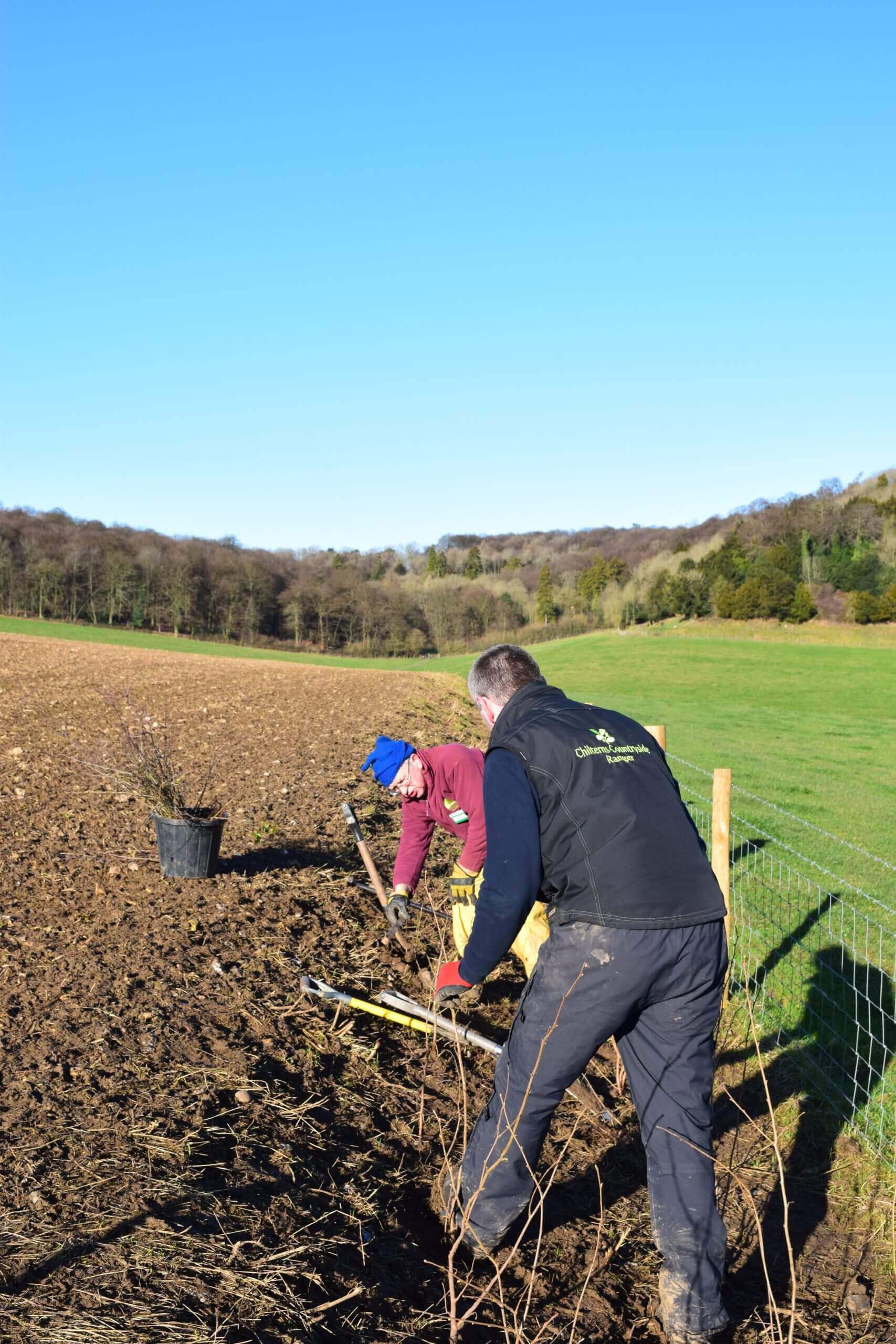 Hedge planting at Hughenden, Buckinghamshire