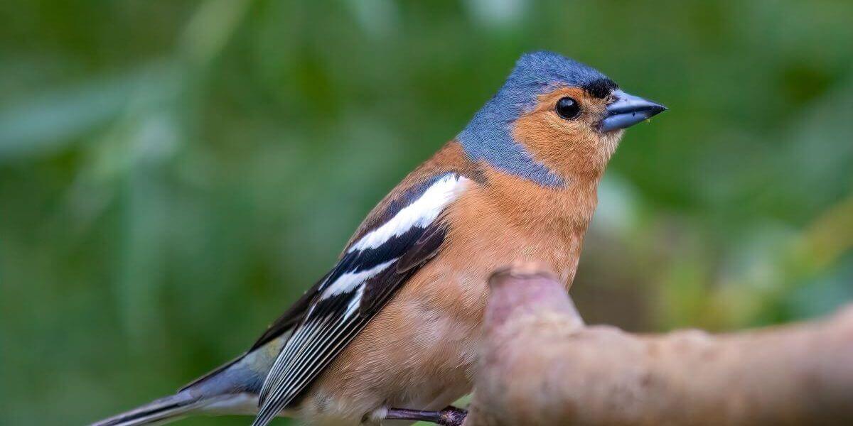 4 ways you can support nature and wildlife this May and June