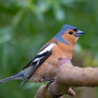 4 ways you can support nature and wildlife this May and June