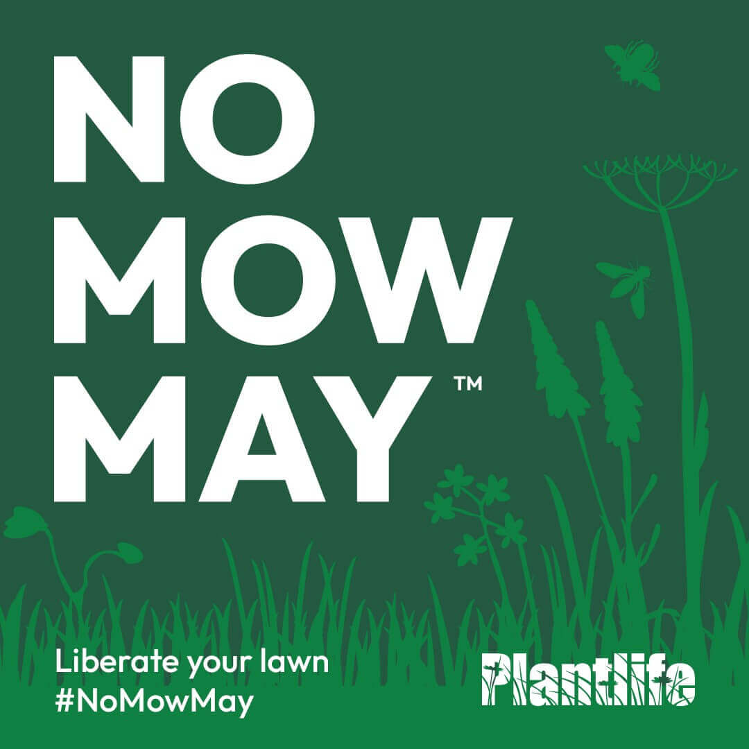 No mow May
