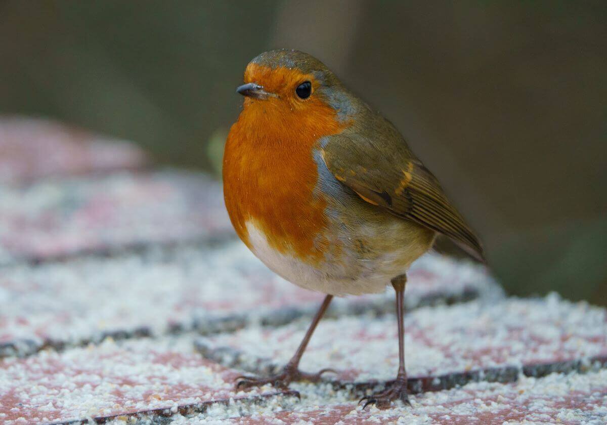 amee-fairbank-brown-Robin unsplash