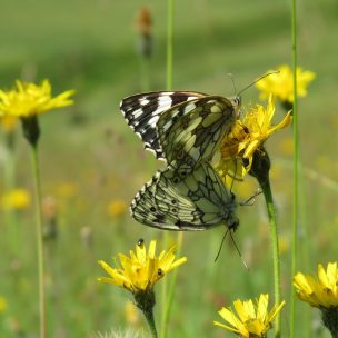 Butterfly on chalk downland
